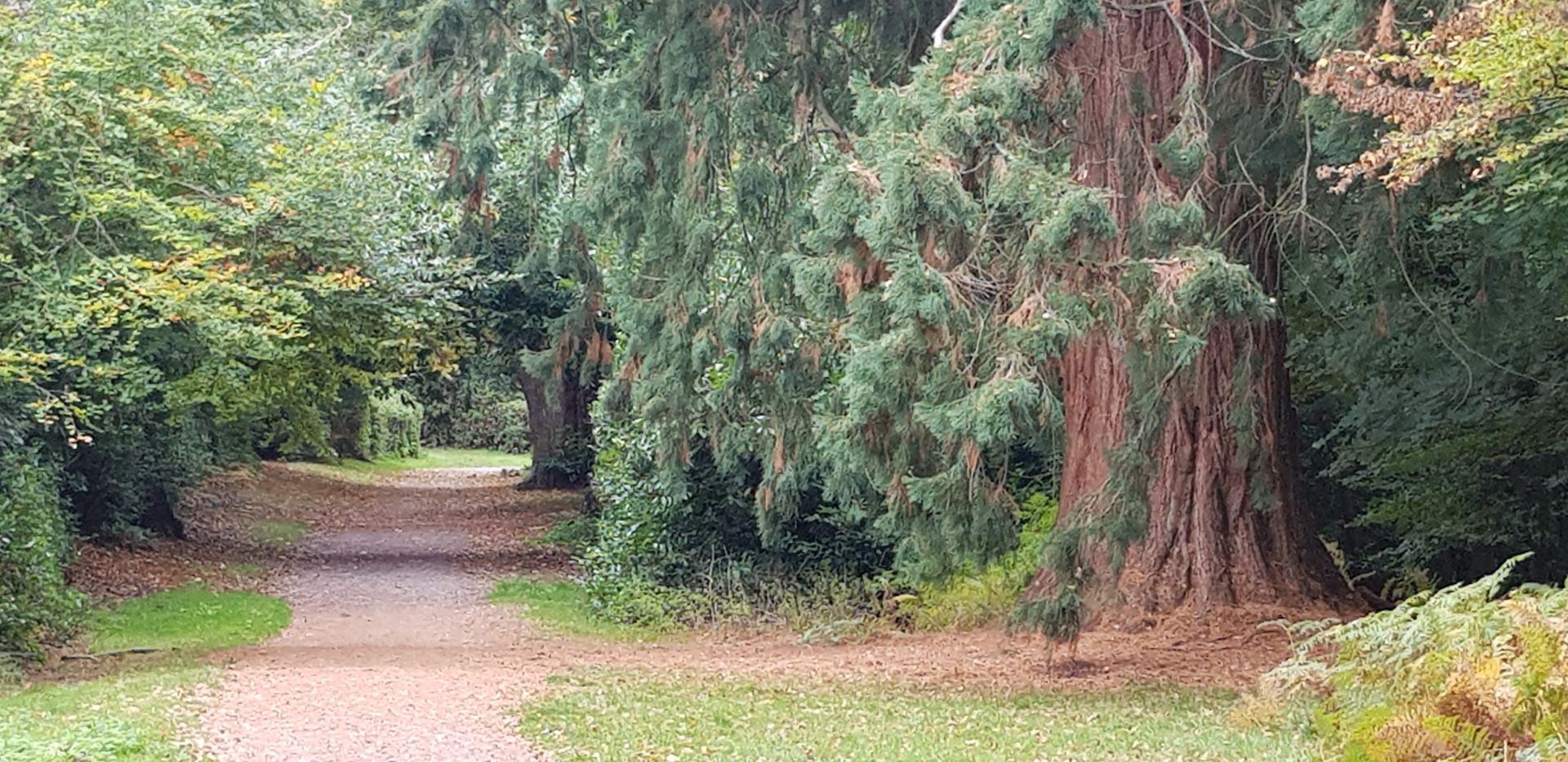 Trees in Windsor Great Park